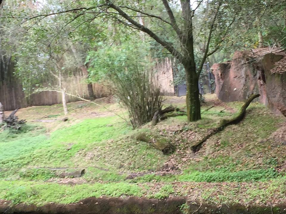 Kiliminjaro Safaris- Okapi