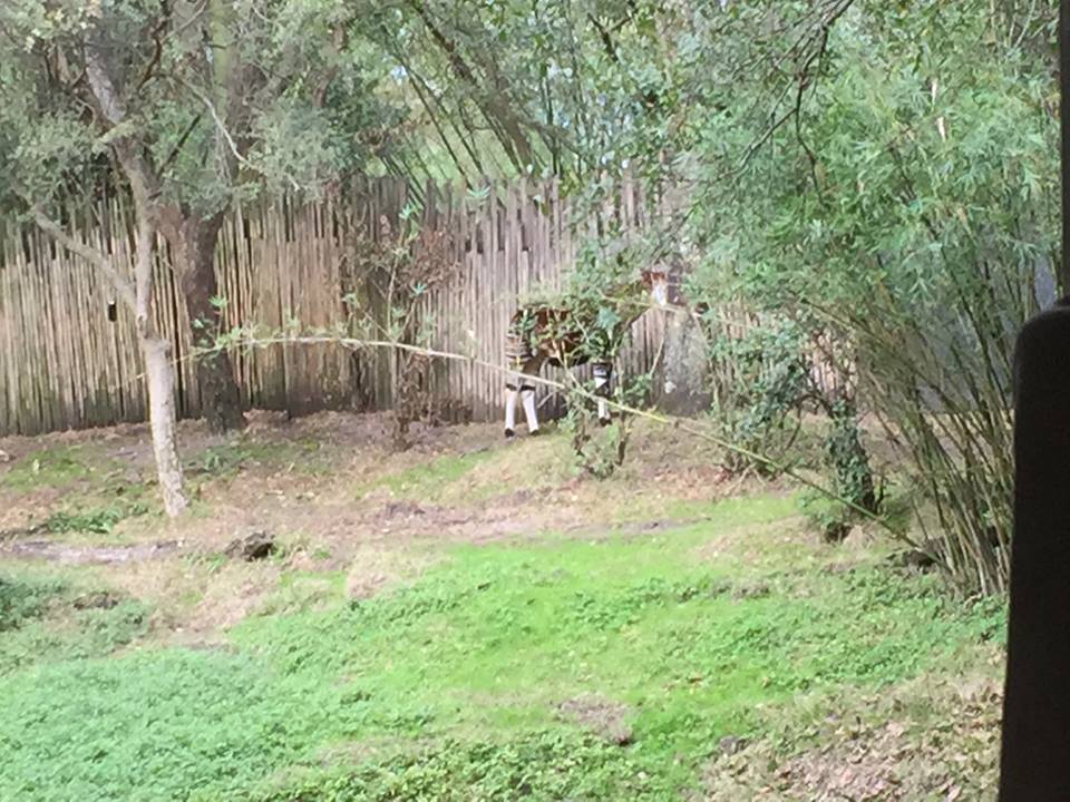 Kiliminjaro Safaris- Okapi