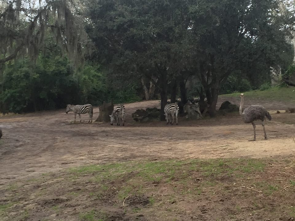 Kiliminjaro Safaris- Savannah East