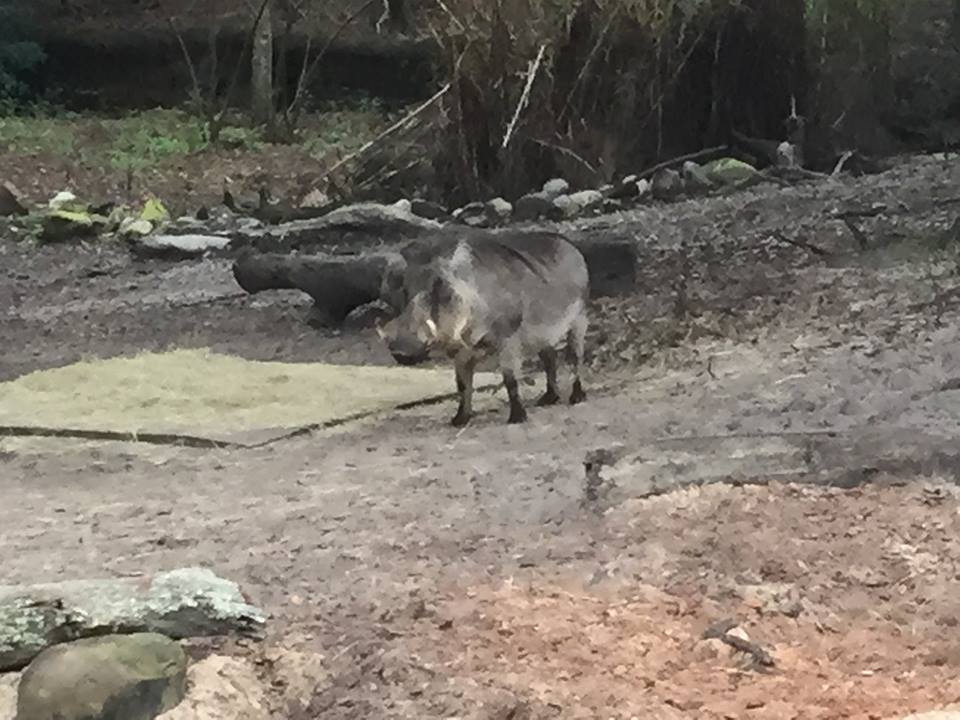 Kiliminjaro Safaris- Warthog