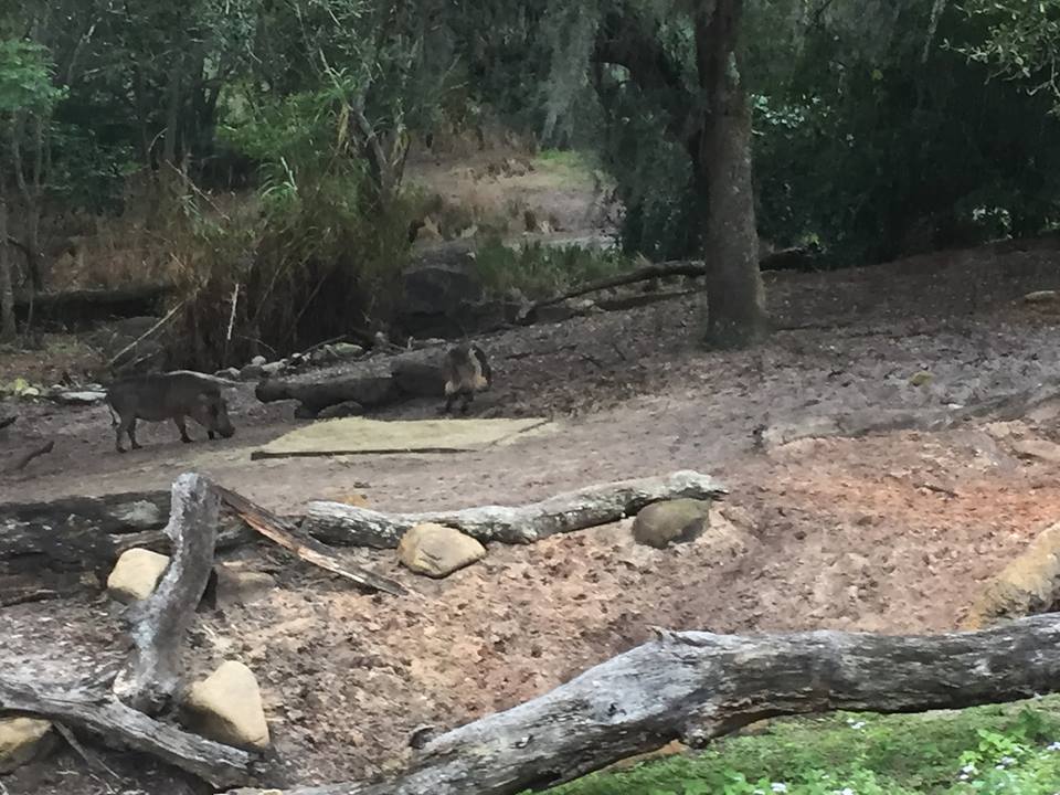 Kiliminjaro Safaris- Warthog