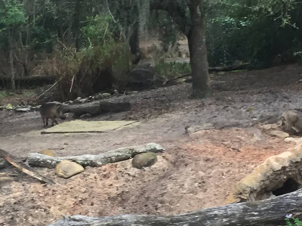 Kiliminjaro Safaris- Warthog