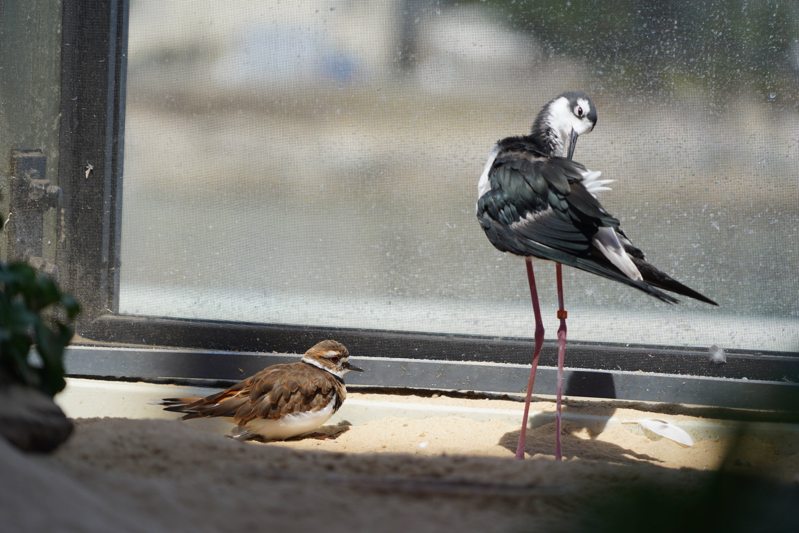 Killdeer and Black-necked stilt