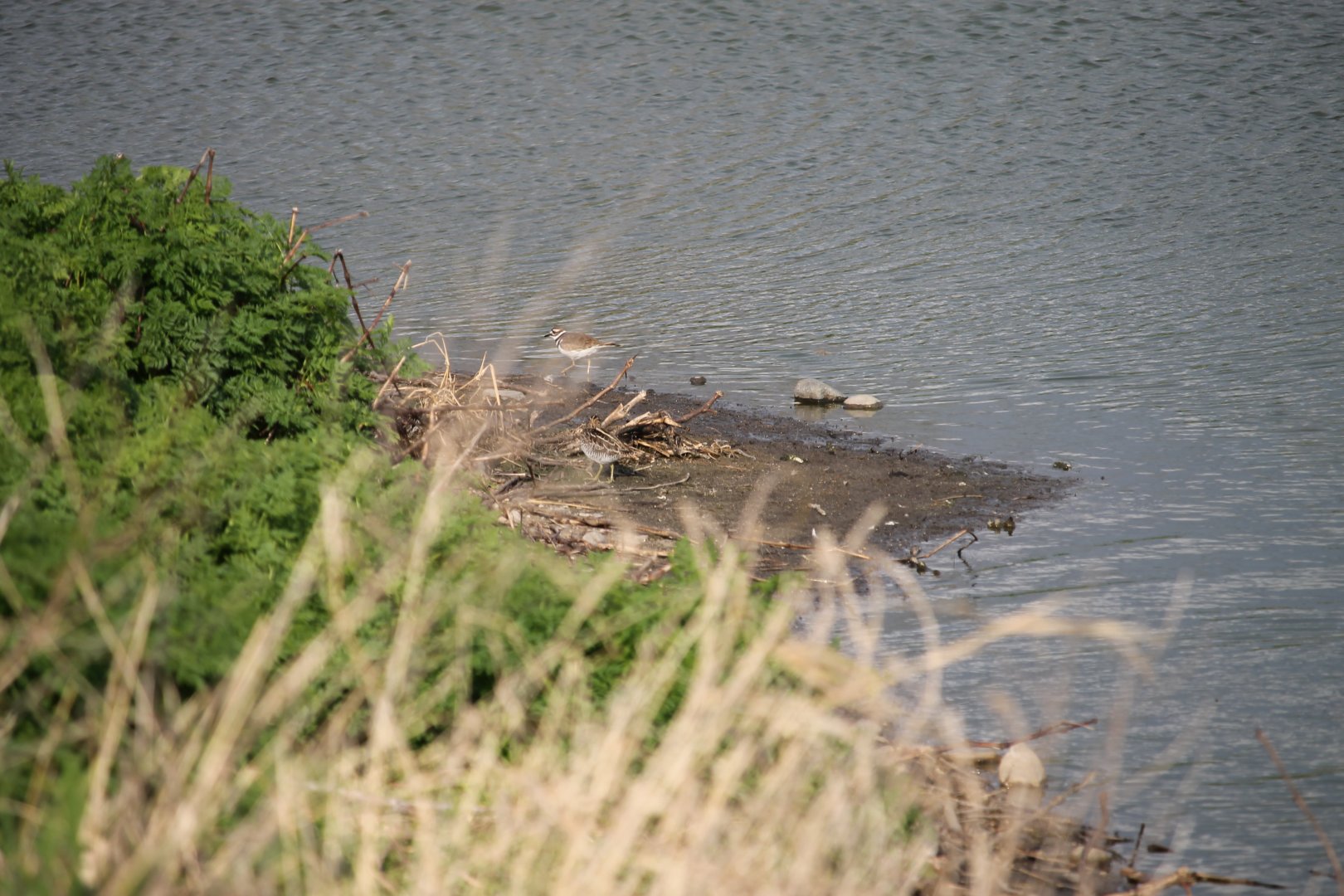 Killdeer and Wilson's Snipe