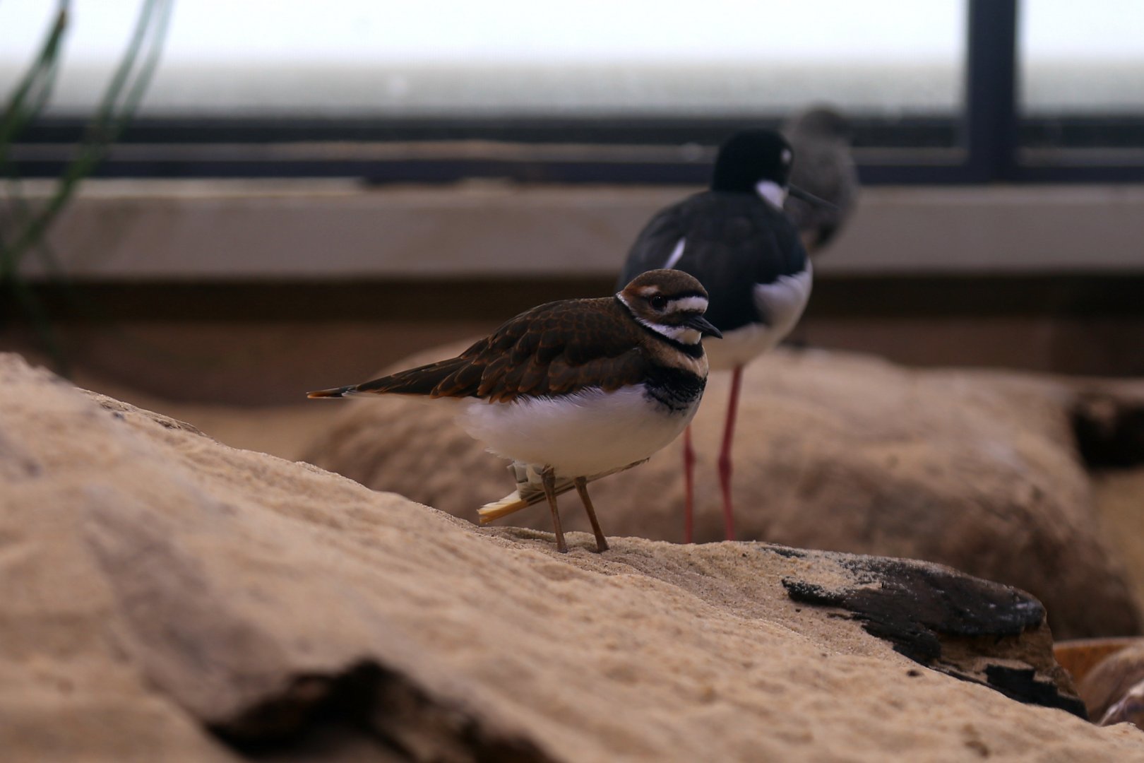 Killdeer (Charadrius vociferus)