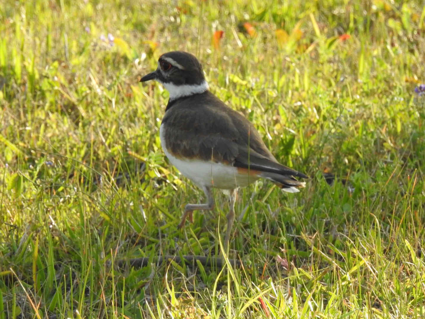 Killdeer (Charadrius vociferus)
