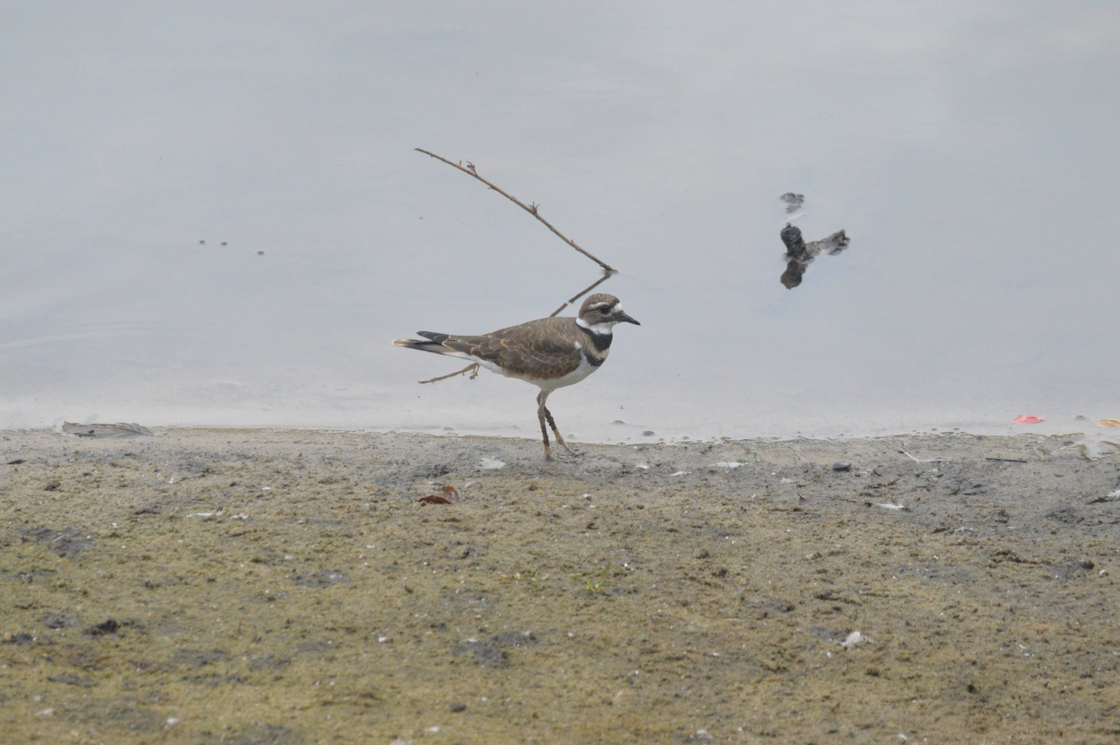 Killdeer (Charadrius vociferus)