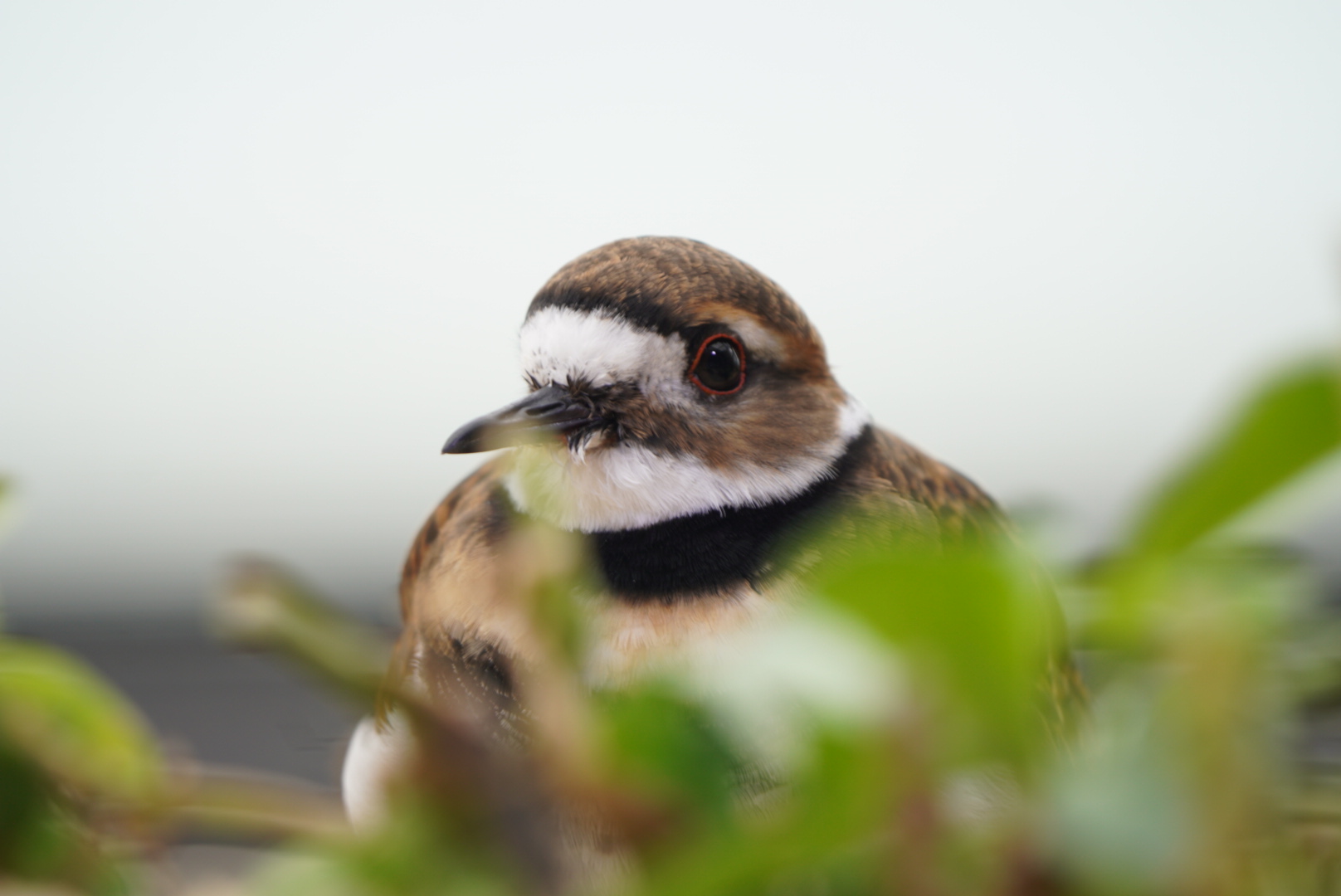 Killdeer // Sandy Shores Aviary