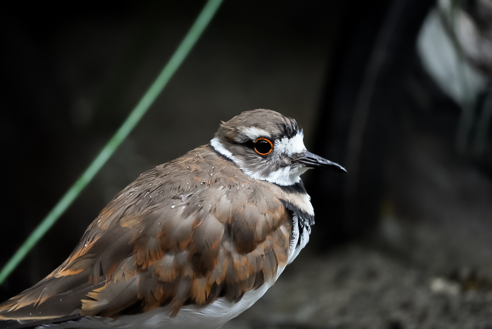 Killdeer (Schimmy)
