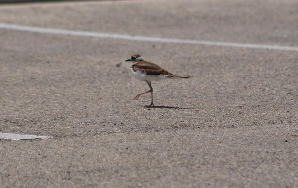 Killdeer - Texas