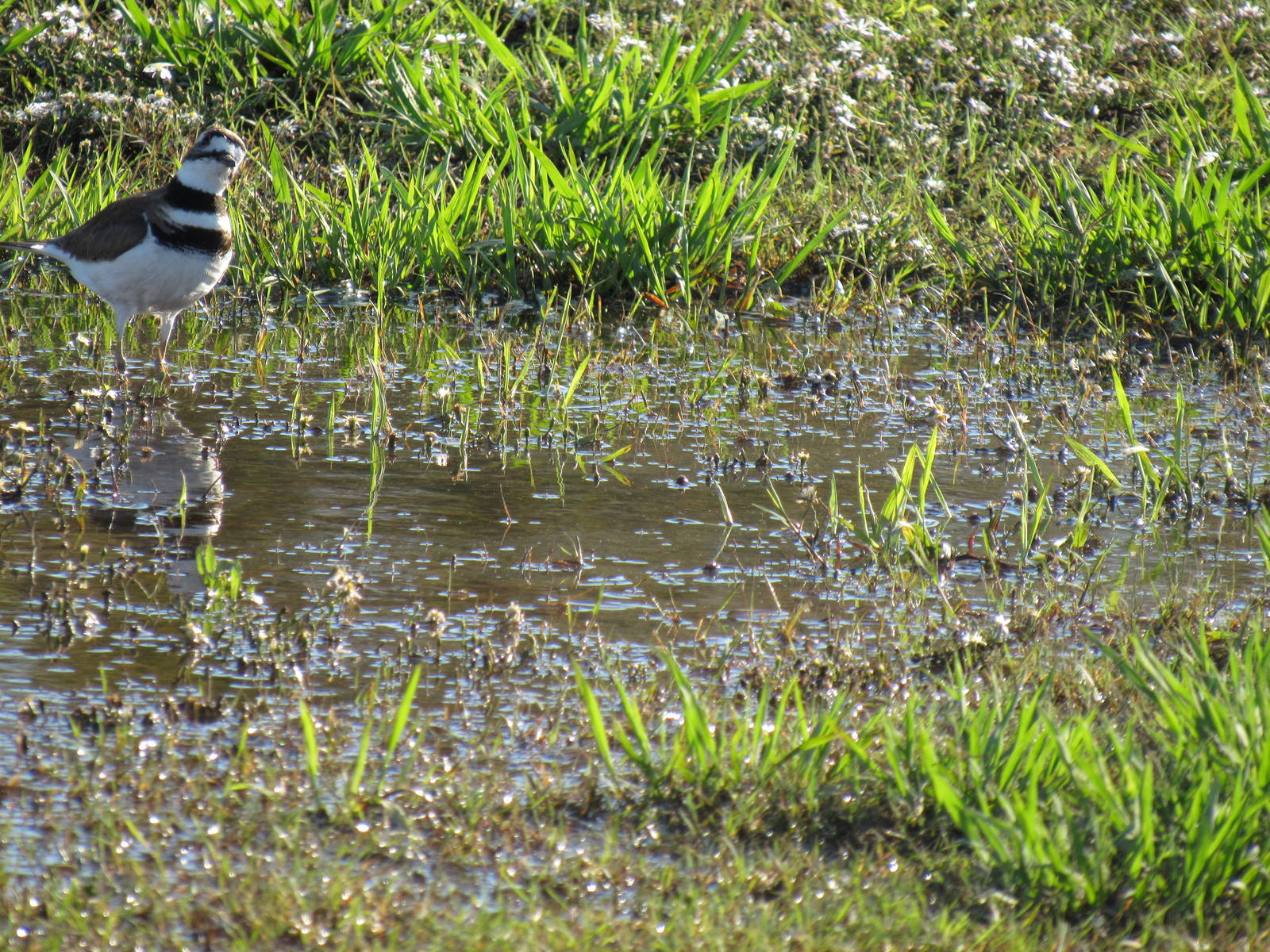 Killdeer-Texas