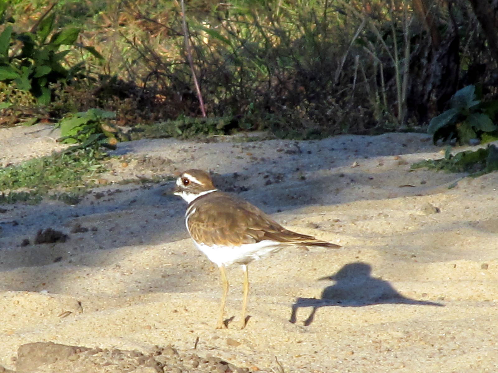 Killdeer