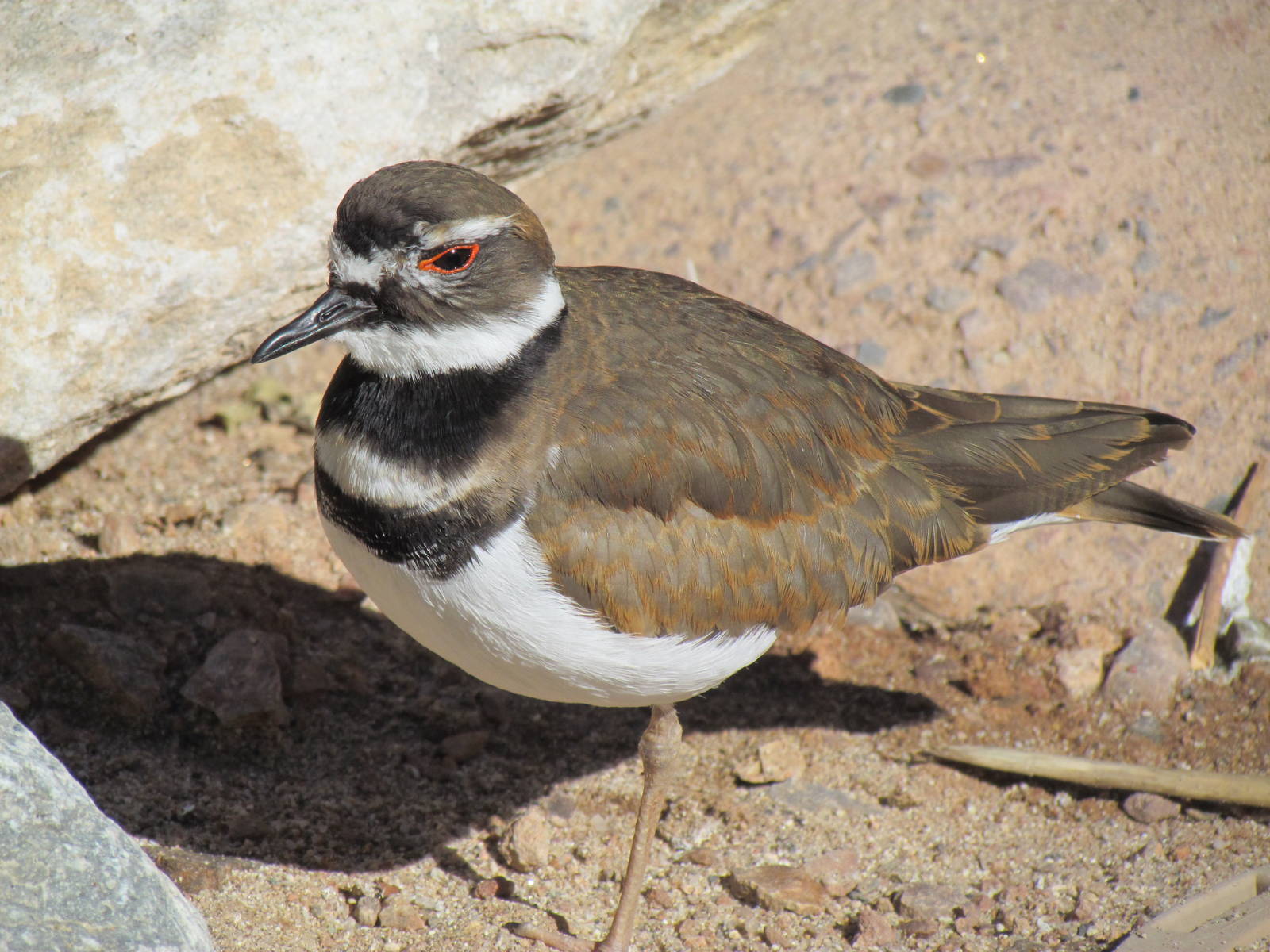 Killdeer