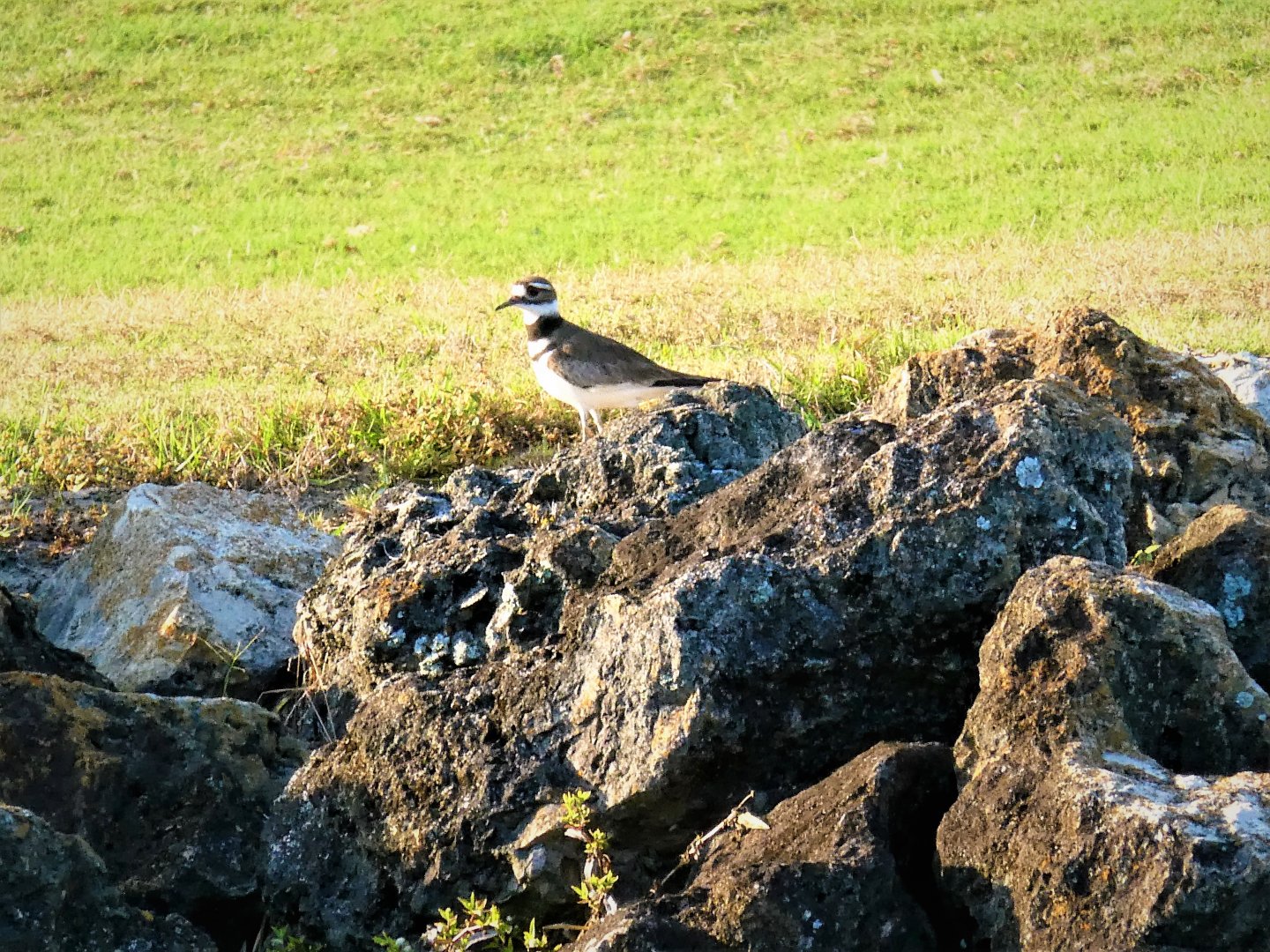 Killdeer