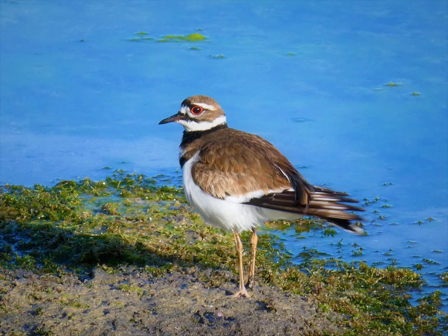 Killdeer
