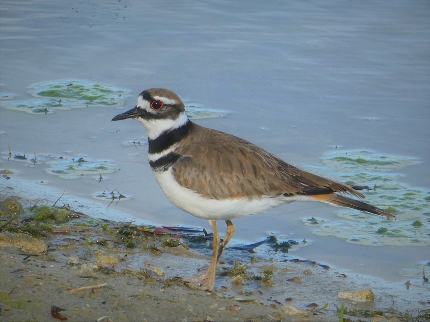 Killdeer