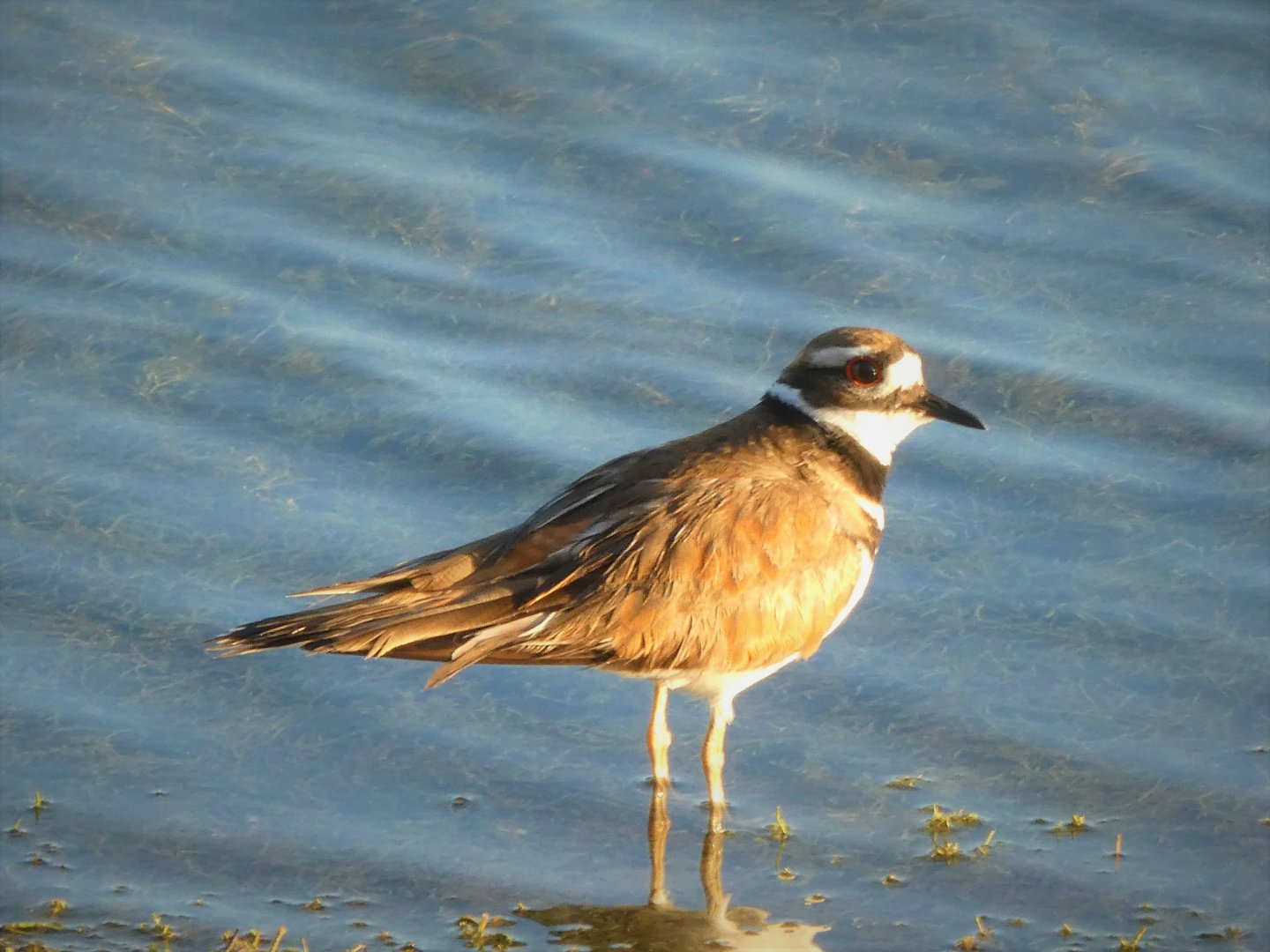 Killdeer