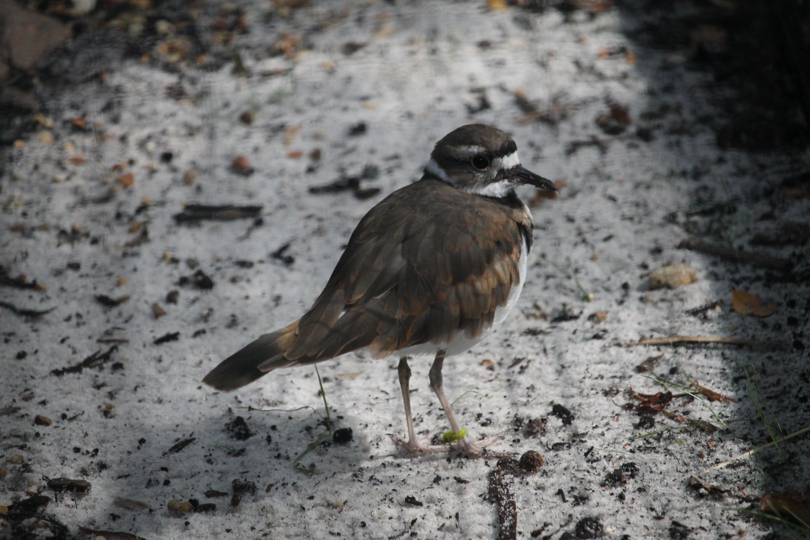 Killdeer