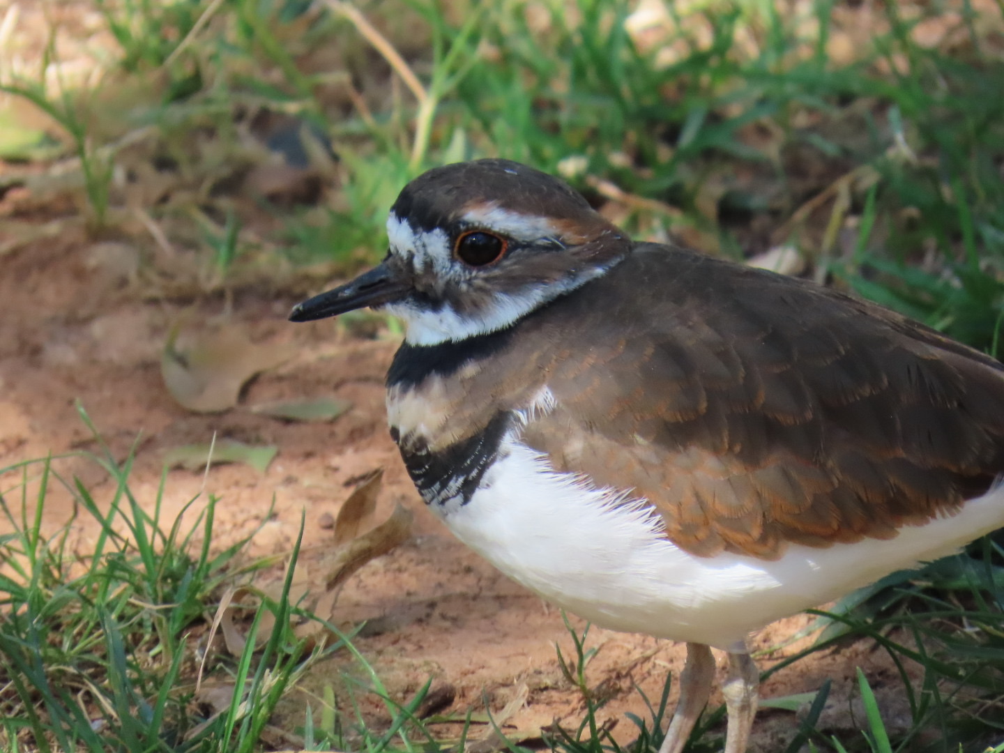 Killdeer