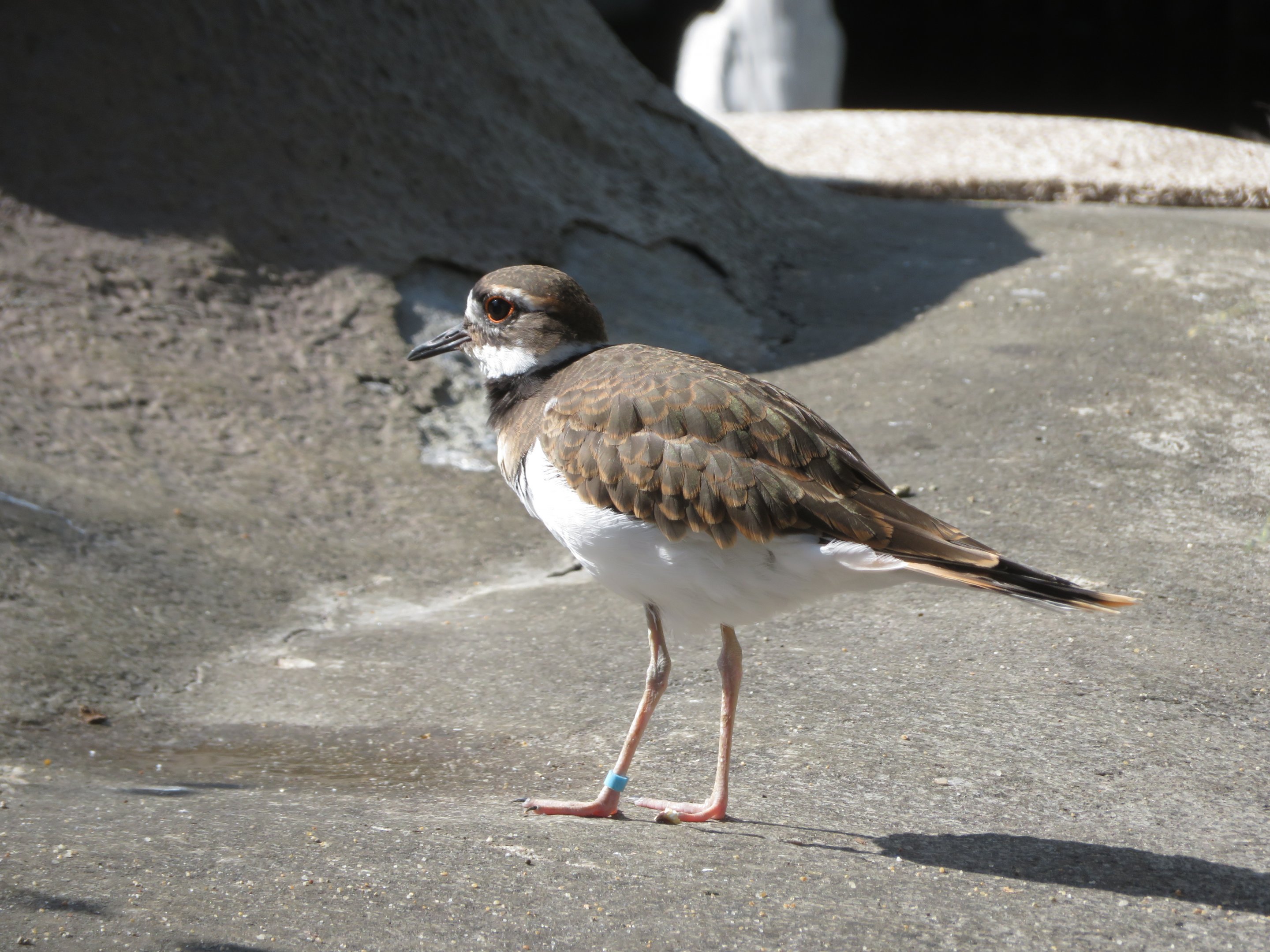 Killdeer