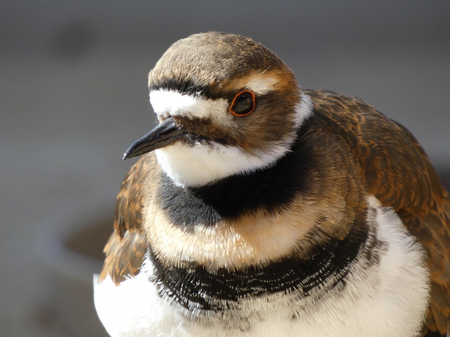 Killdeer