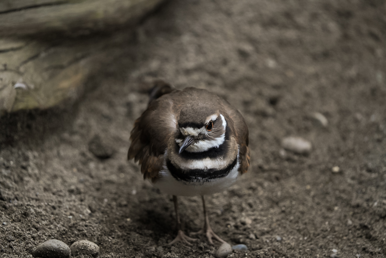 Killdeer