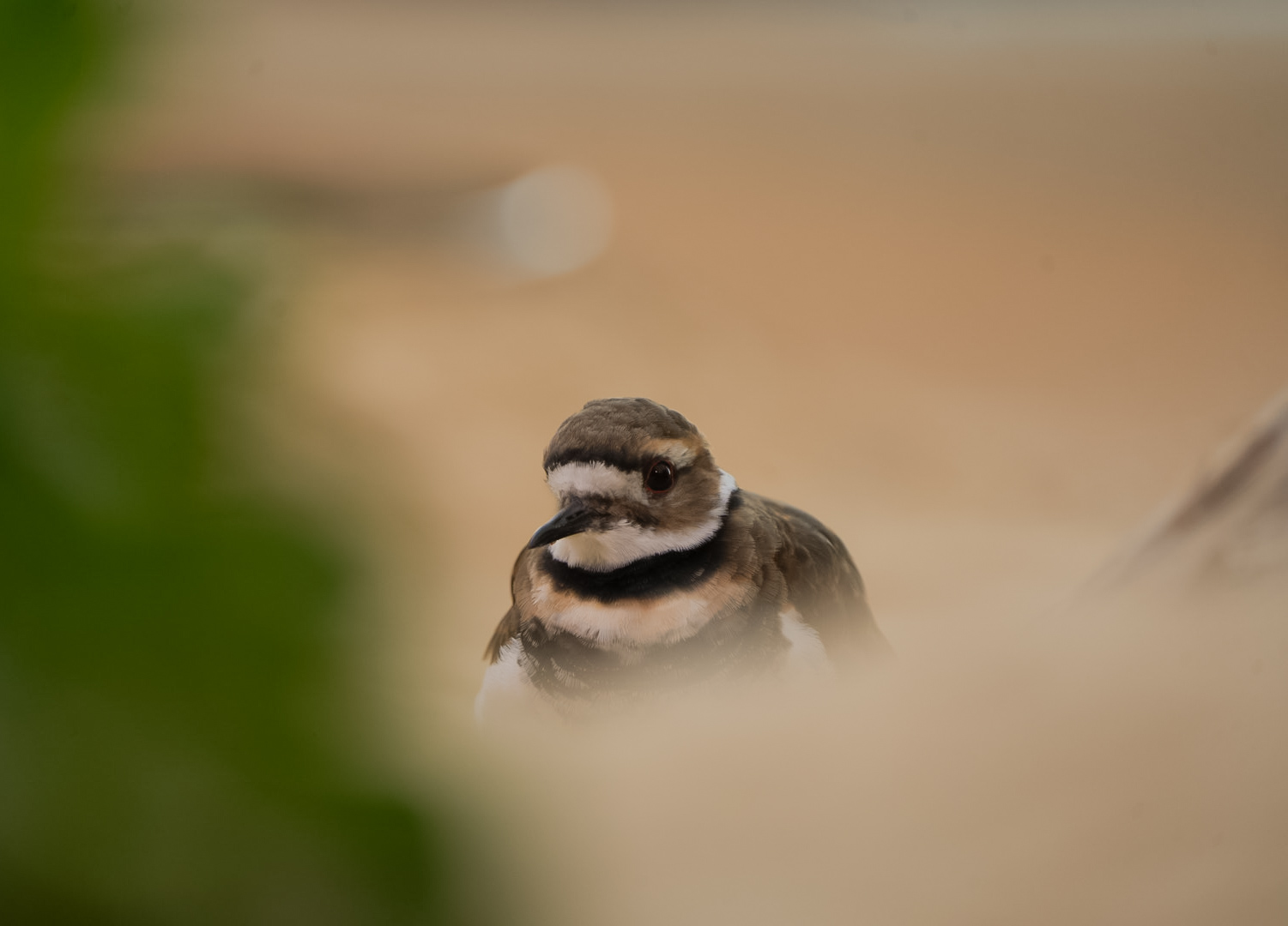 Killdeer