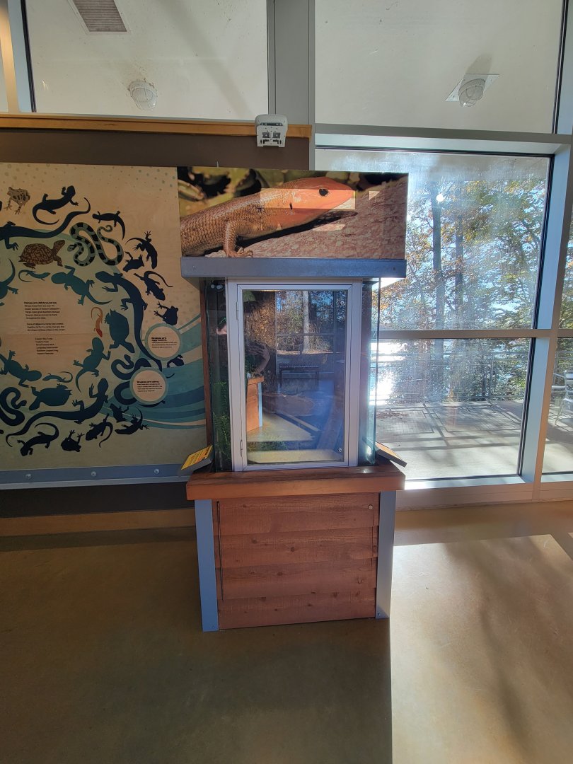 Killen's Pond Nature Center - Five-lined Skink