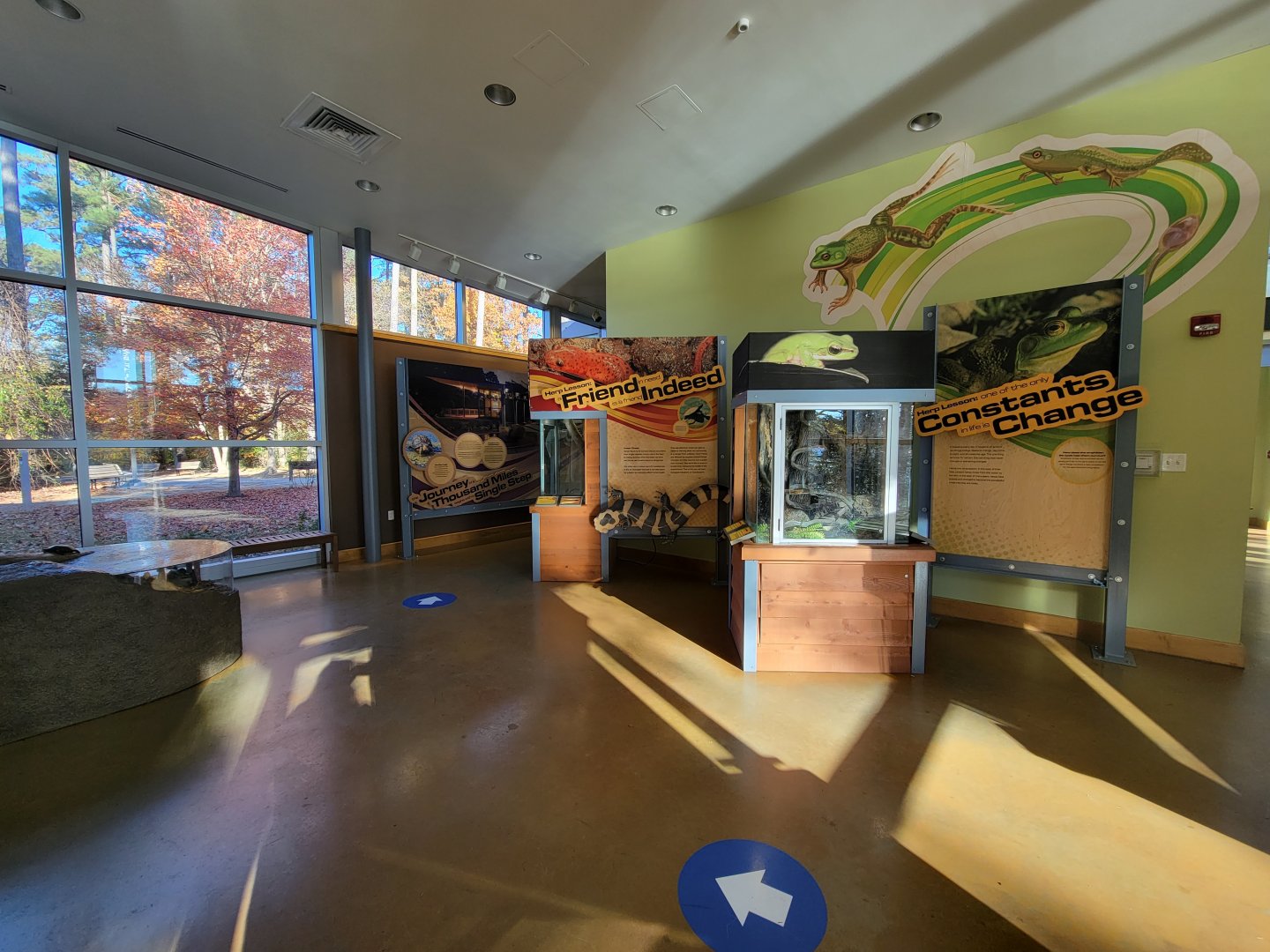 Killen's Pond Nature Center - Fowler's Toad in center, Gray Treefrog and Green Treefrog on right