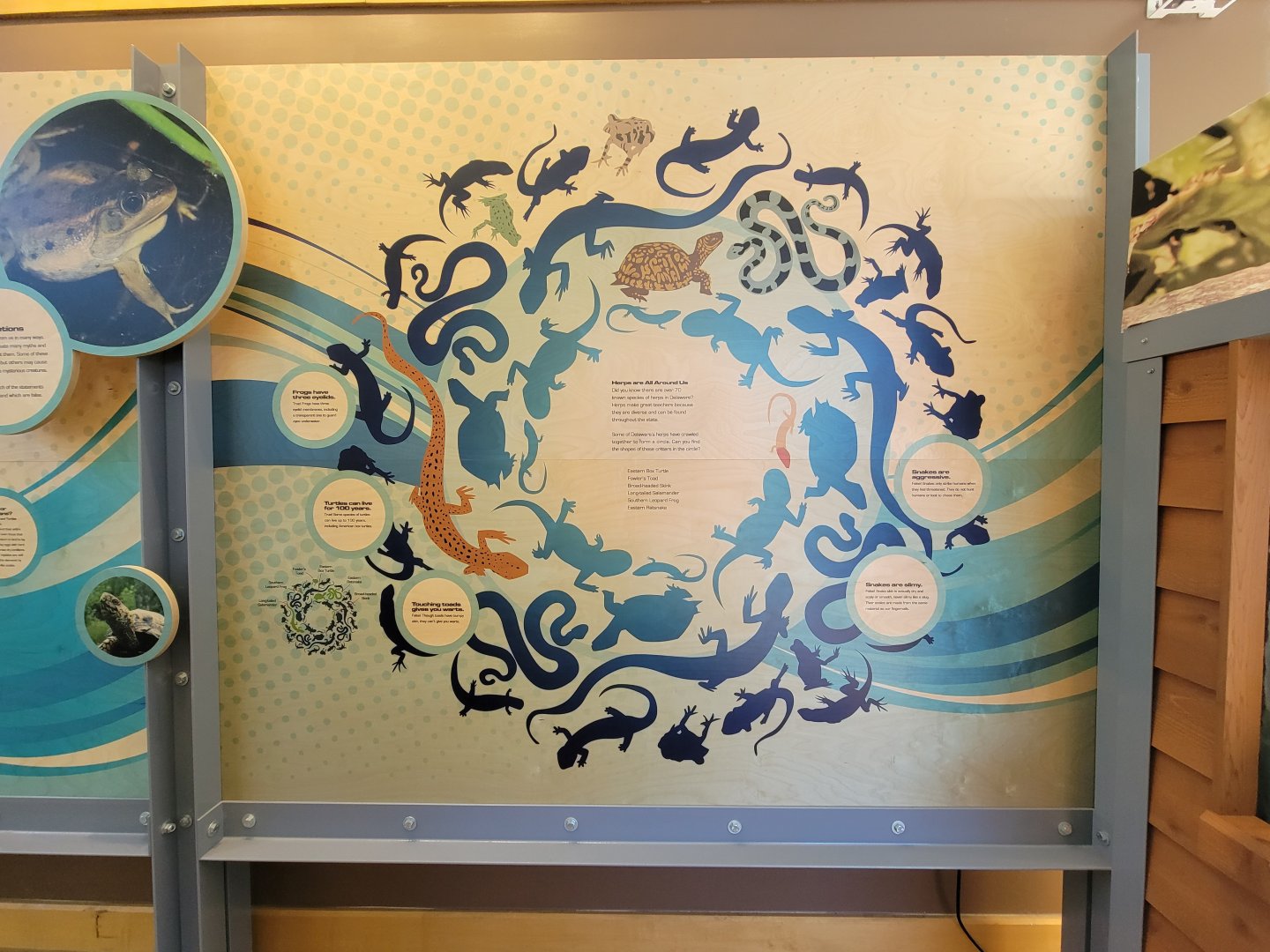 Killen's Pond Nature Center - Herps are all around us