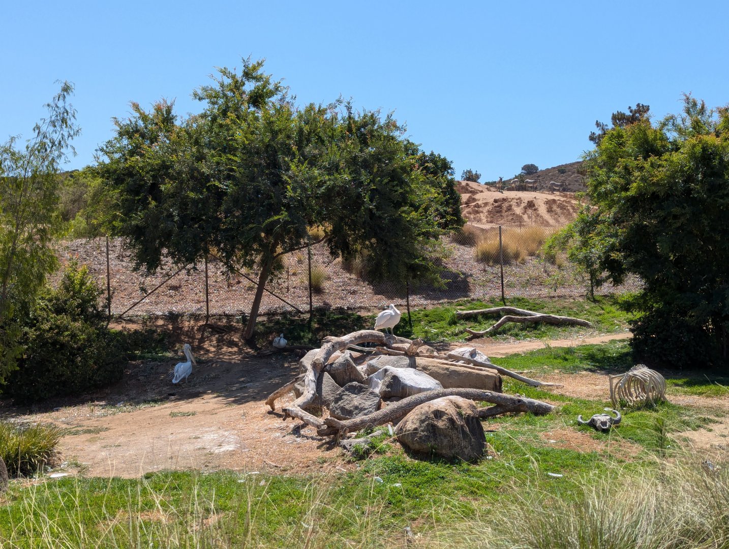 Killer Pelicans and Their Freshly Stripped Buffalo Carcass