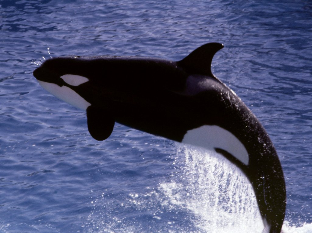 Killer Whale - 1981