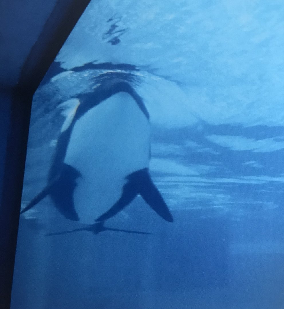 Killer whale (2014)