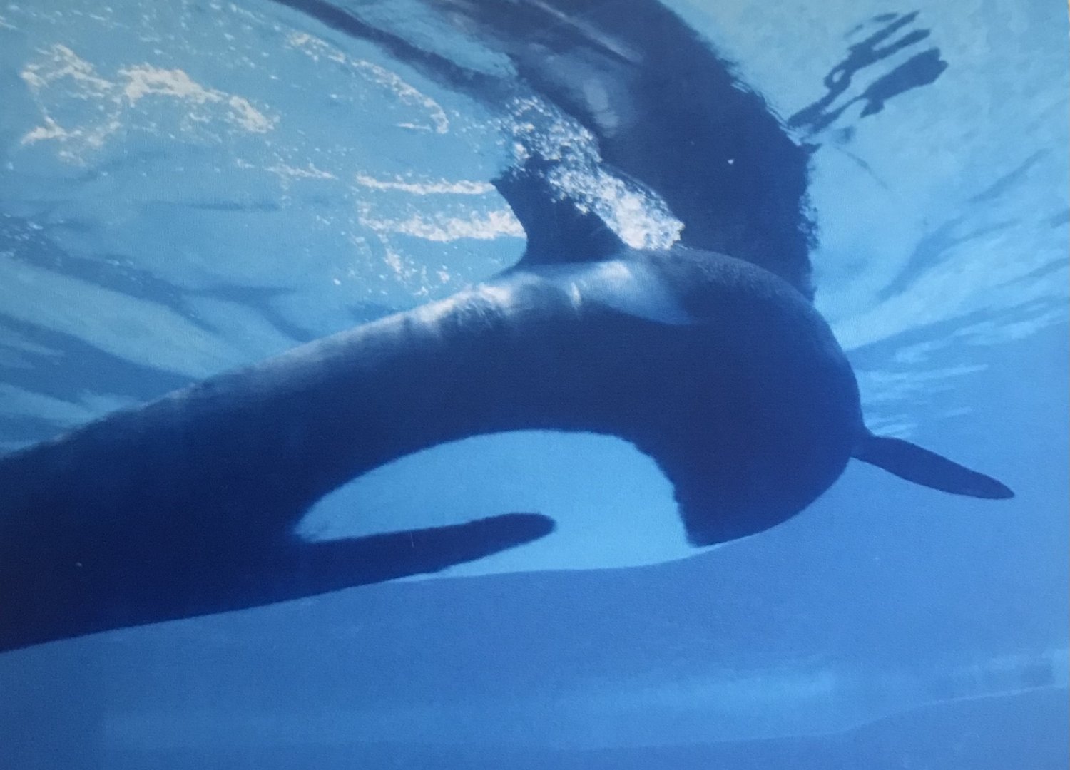 Killer whale (2014)