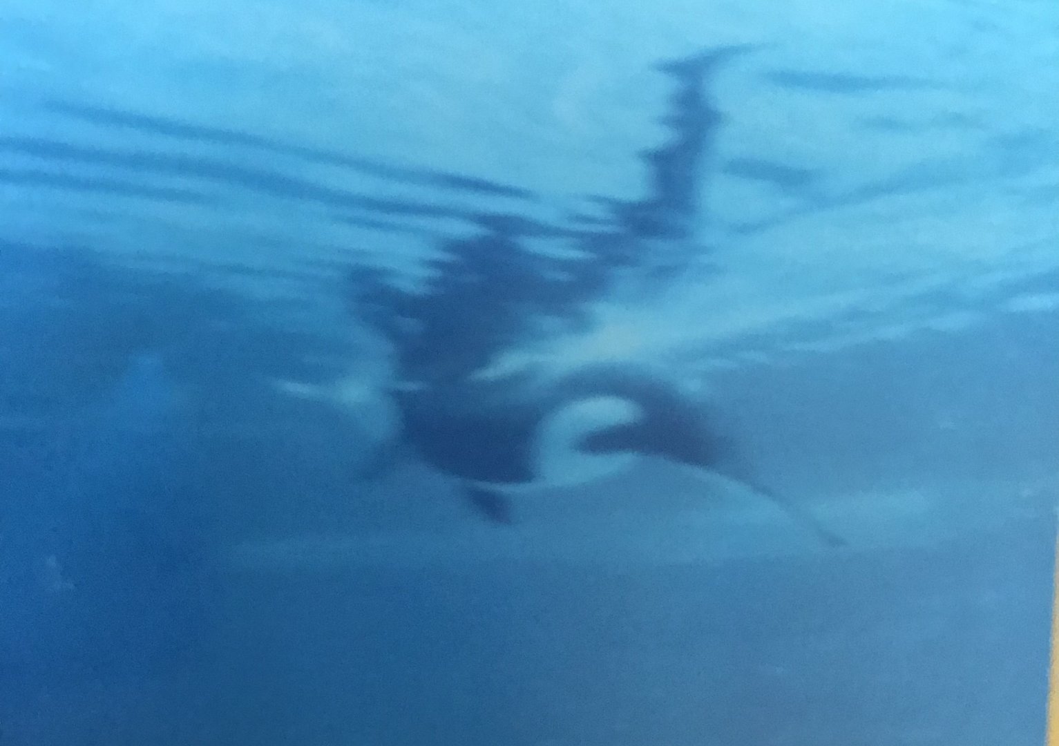 Killer whale (2014)