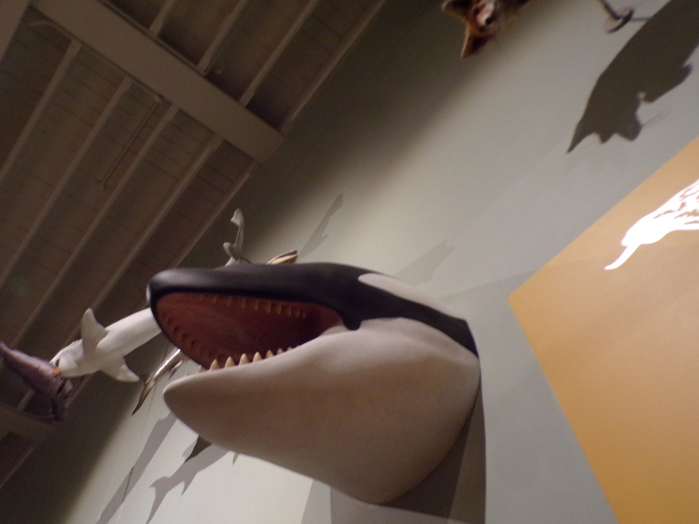 Killer whale 30.12.22