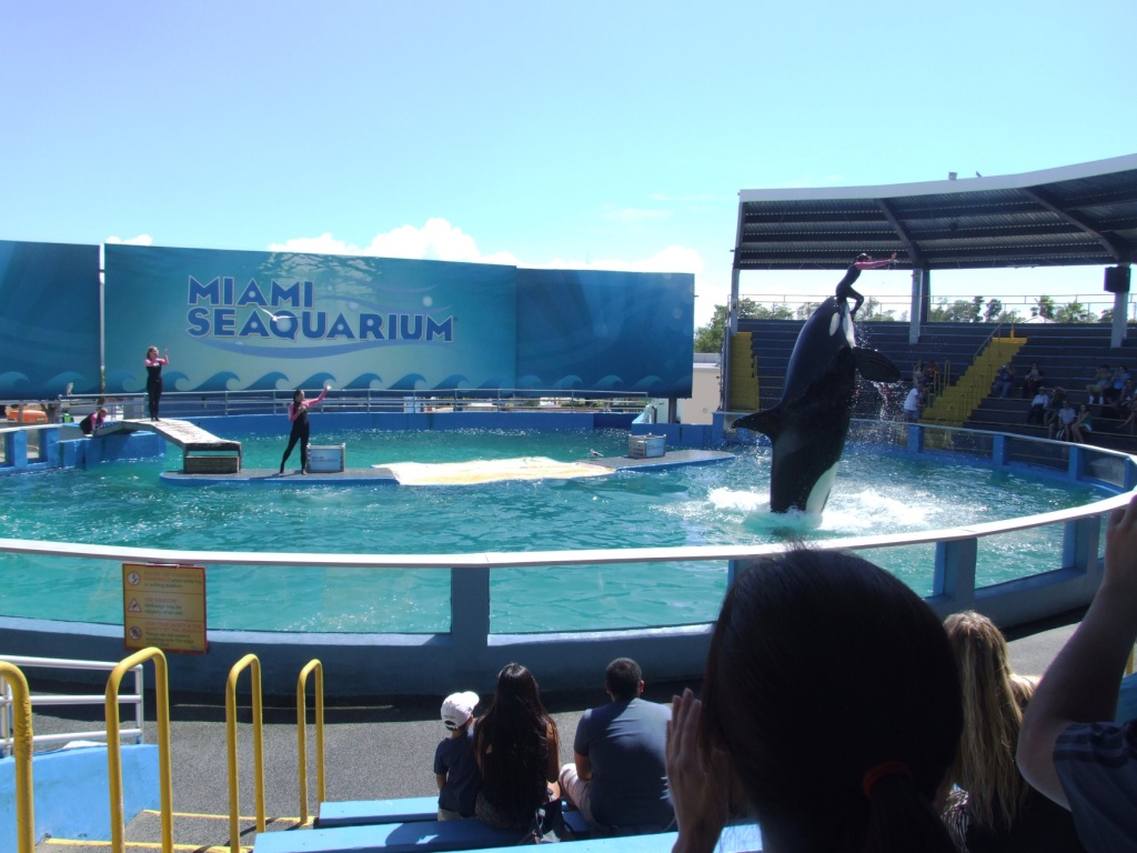 Killer Whale and Dolphin Stadium at Miami Seaquarium, 16/10/13