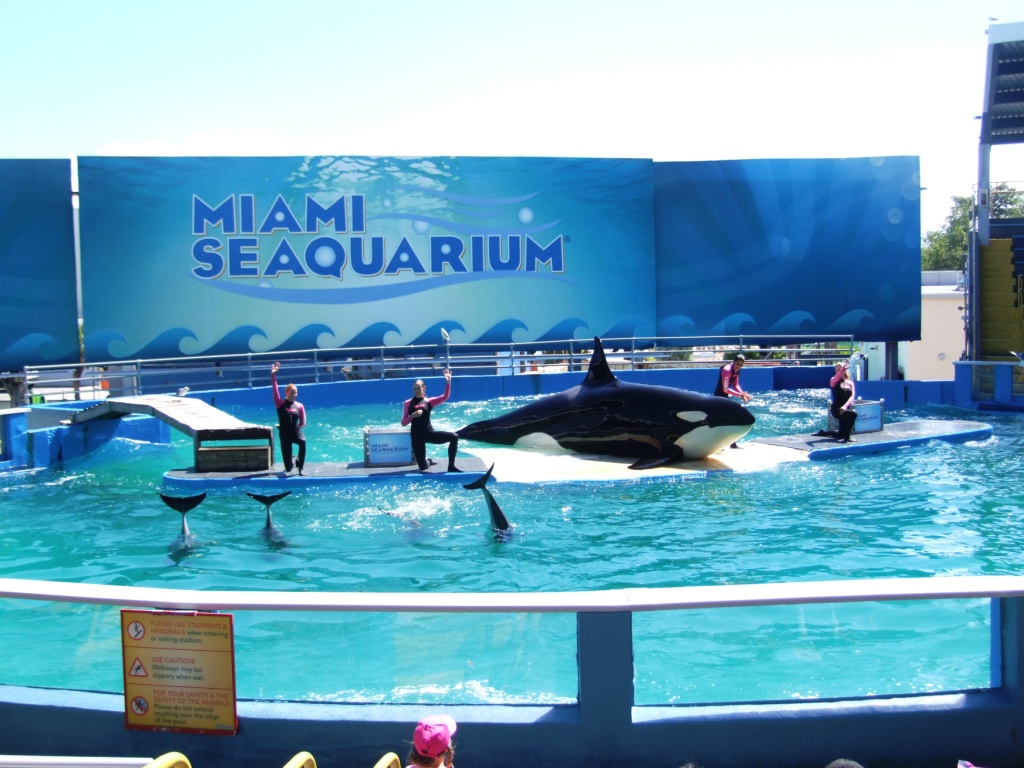 Killer Whale and Dolphin Stadium at Miami Seaquarium, 16/10/13