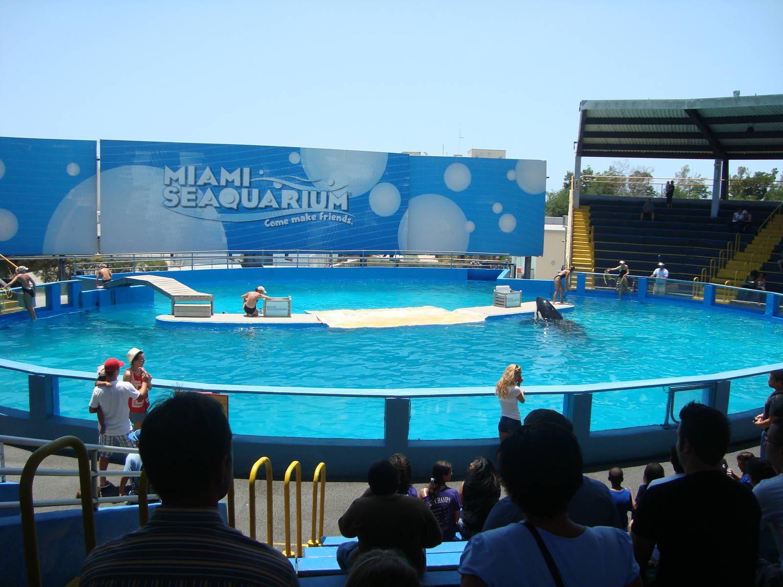 Killer Whale and Pacific white-sided dolphins stadium