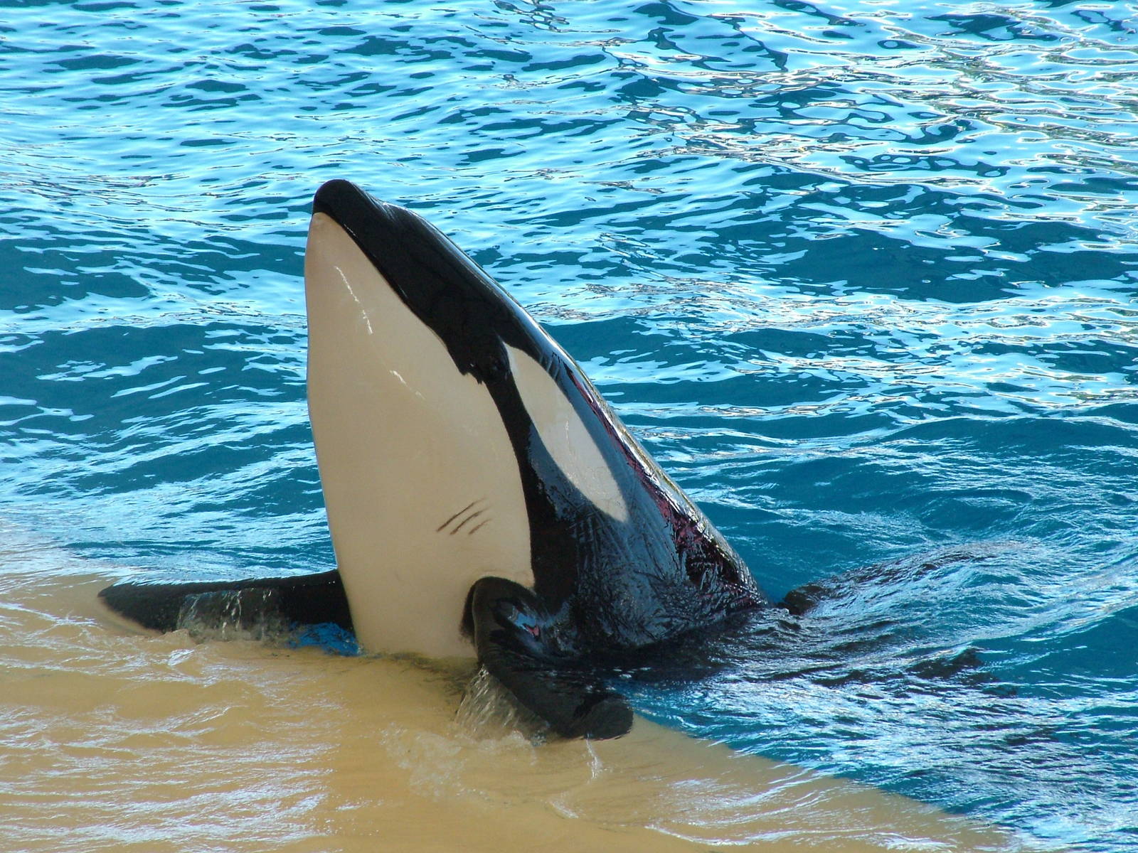 Killer Whale at Loro Parque, 08/11/10