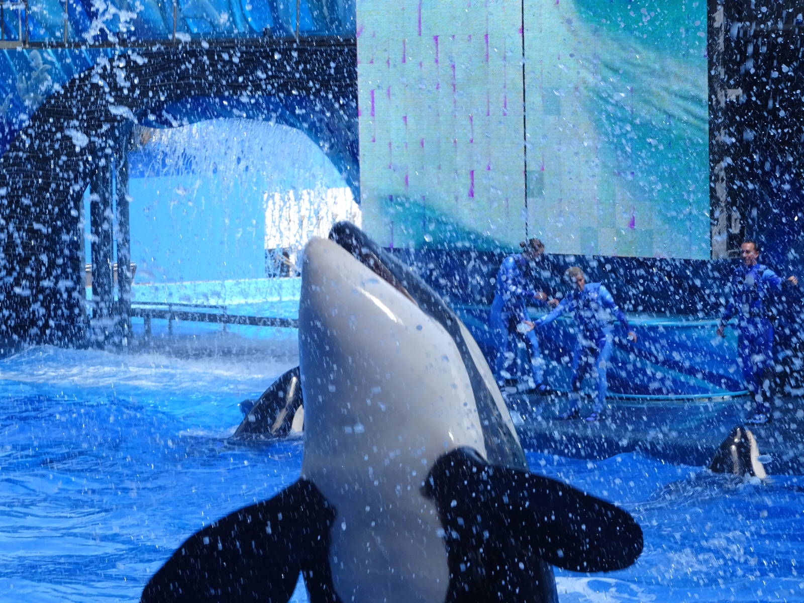 Killer Whale at SeaWorld Orlando