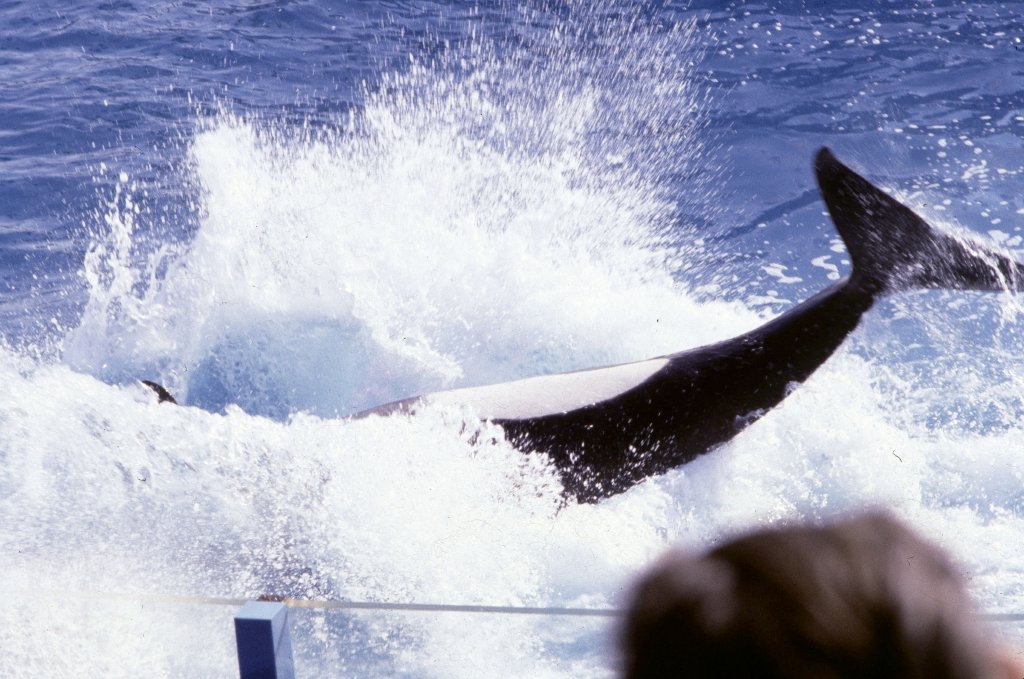 Killer Whale breaching - 1981