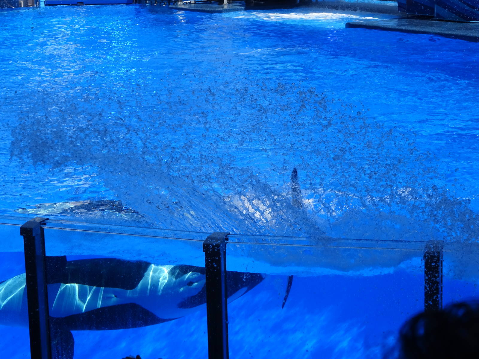 Killer Whale Creating a Splash at SeaWorld Orlando