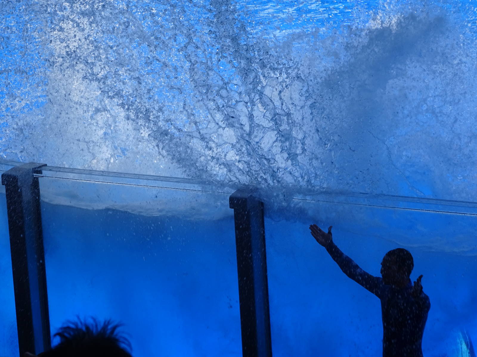 Killer Whale Creating a Splash at SeaWorld Orlando