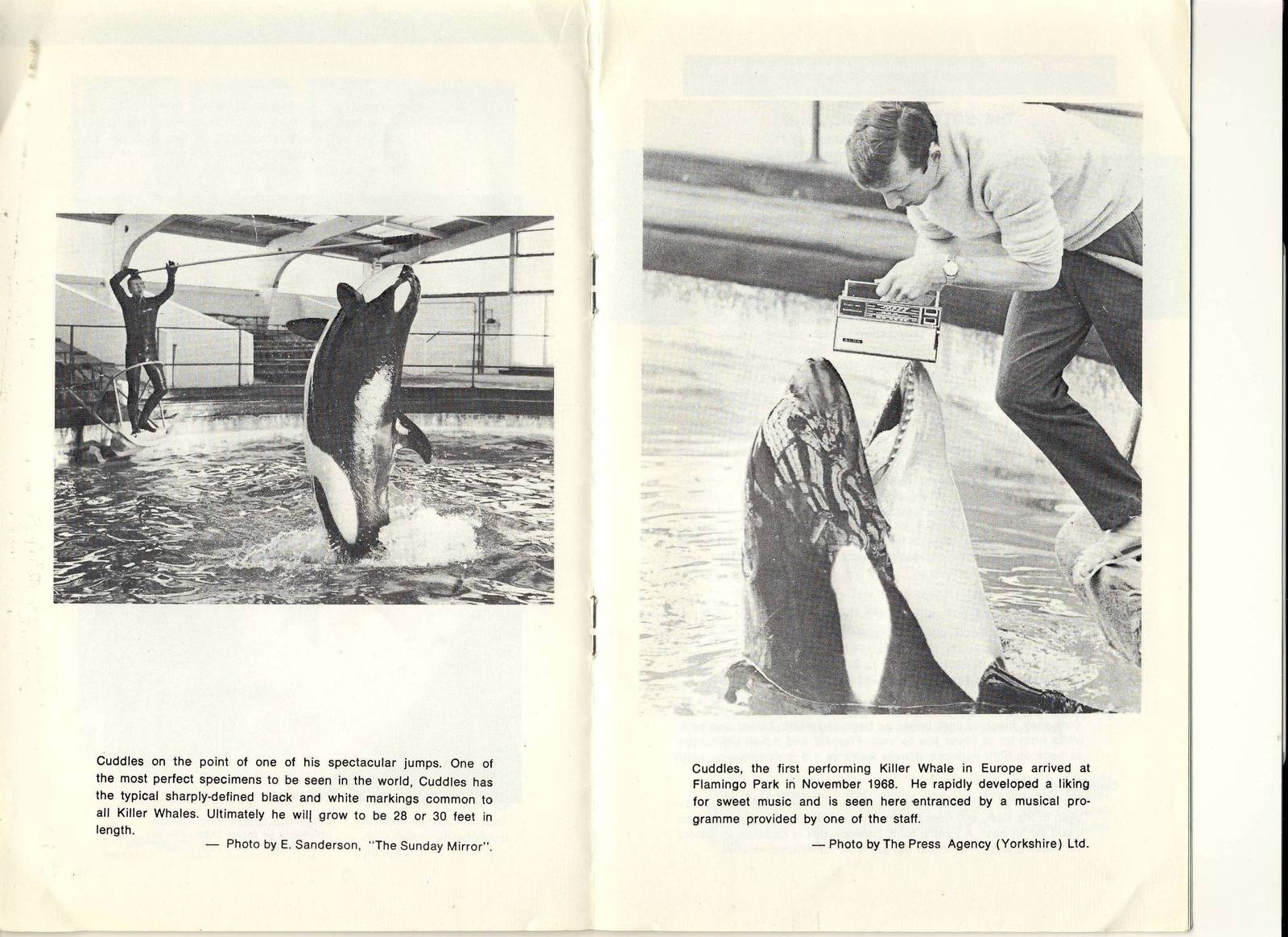 Killer Whale Cuddles Flamingoland