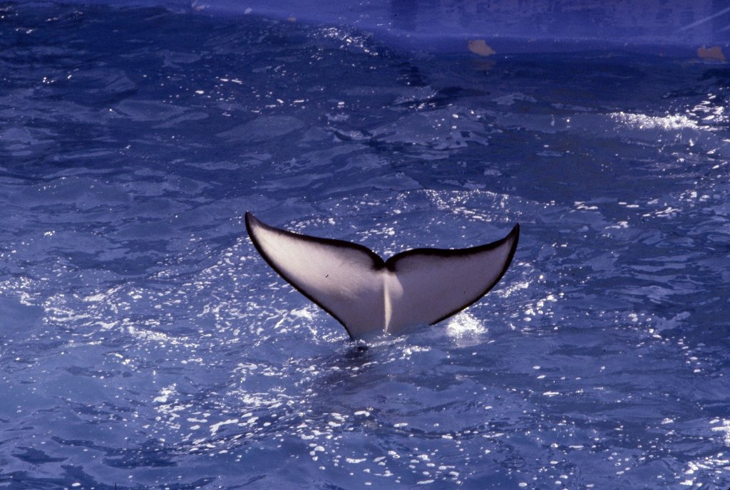 Killer Whale fluke - 1981