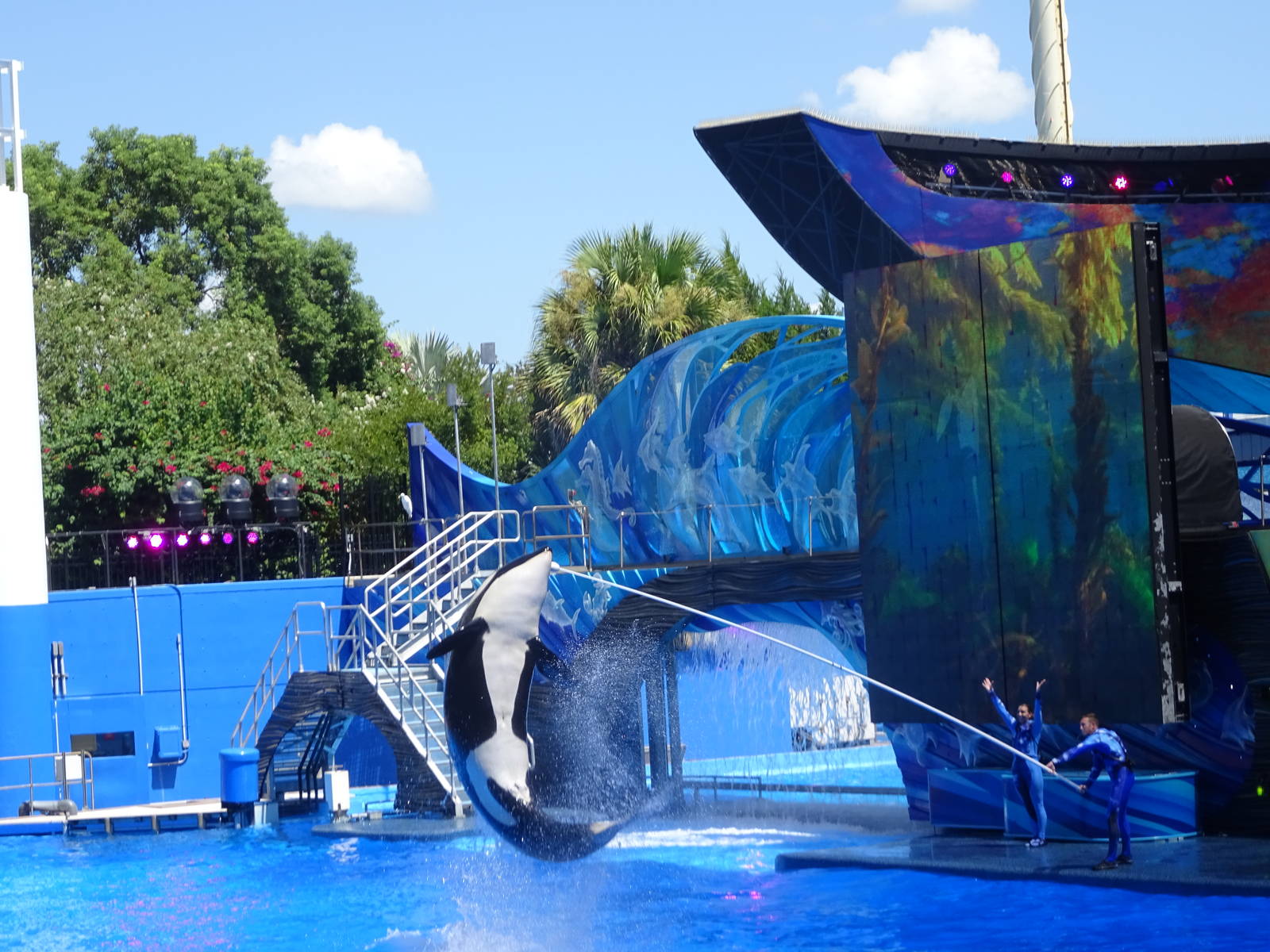 Killer Whale Leaping into the Air at SeaWorld Orlando