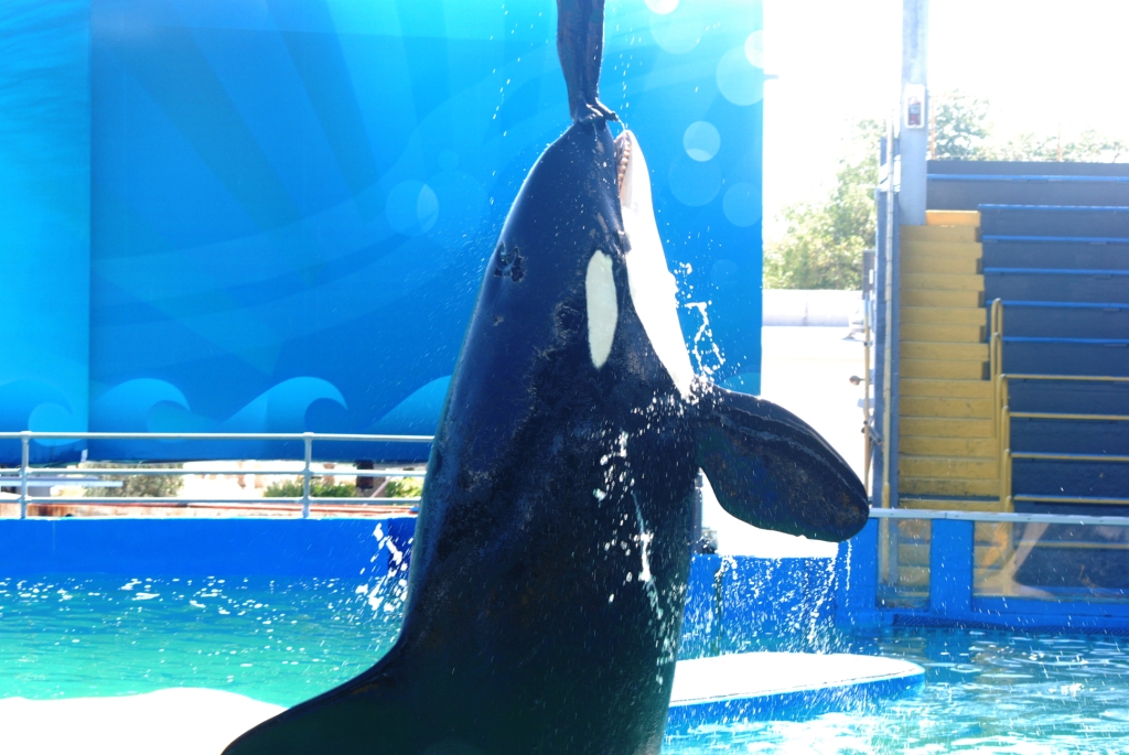 Killer Whale 'Lolita' at Miami Seaquarium, 16/10/13