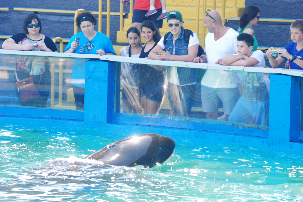 Killer Whale Meets the Public at Miami Seaquarium, 16/10/13