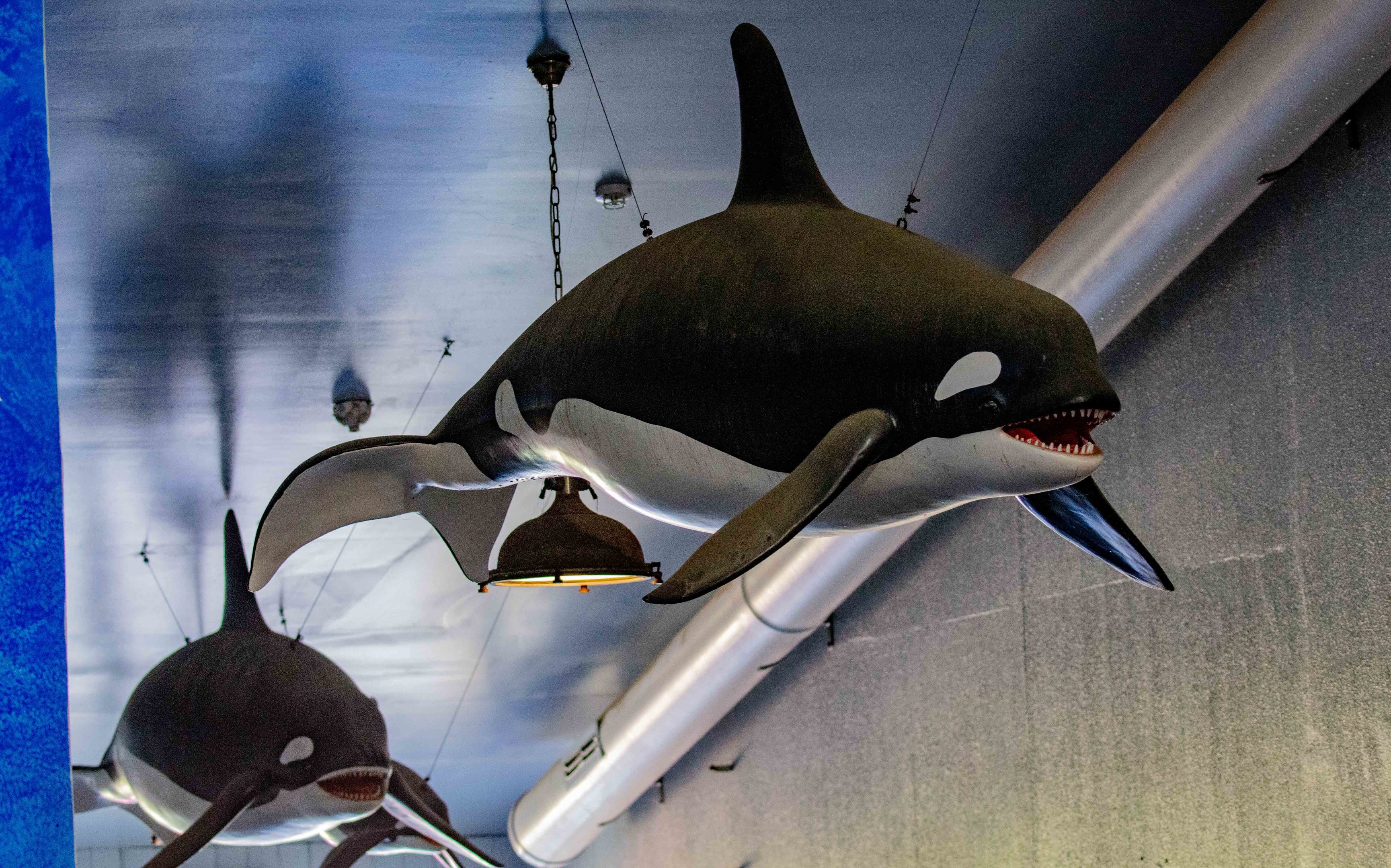Killer Whale models